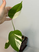 Monstera Albo Borsigiana Plant