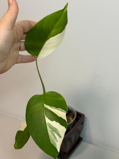 Monstera Albo Borsigiana Plant
