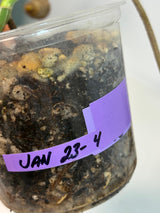 Monstera Albo potted plant