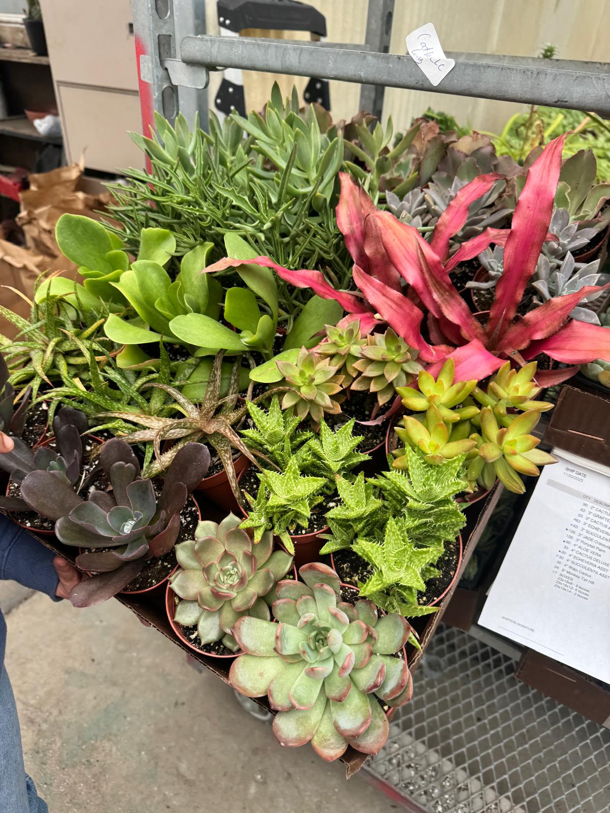 4” Assorted Succulents – Wholesale Indoor Plant (Case of 10)