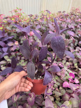 Purple Heart Plant 4" Pot