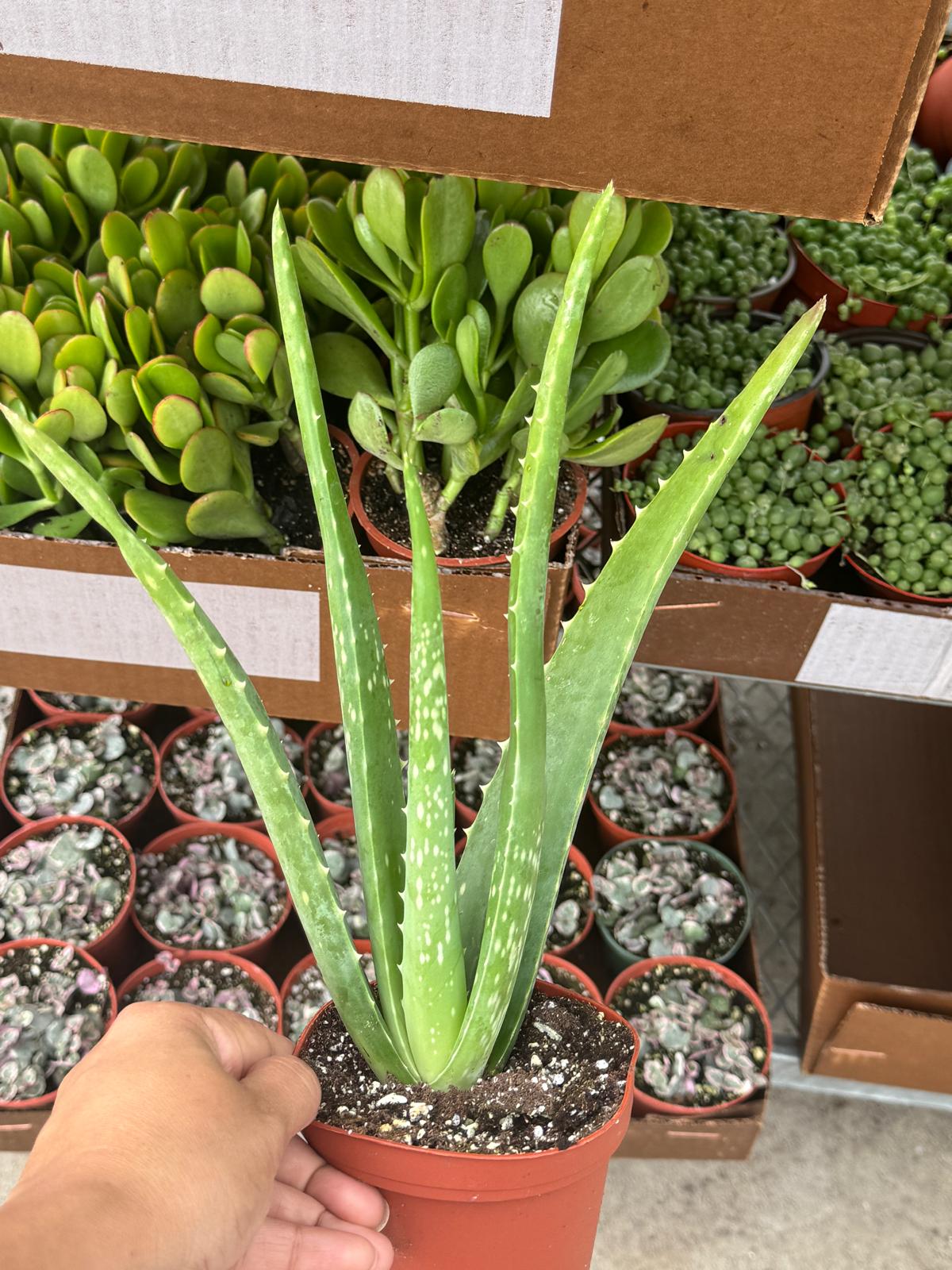 4” Aloe Vera  (Wholesale Indoor Plant Case of 10 Pots)