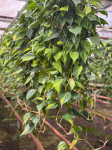 8” HB Philodendron Brazil – Bulk 10 Pots Easy Care Plants (Case of 10 Pots)