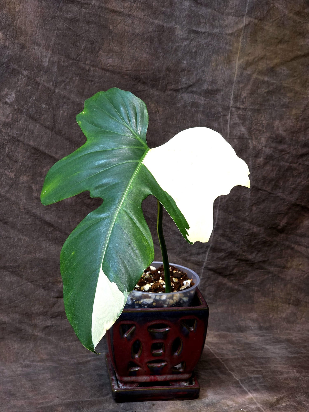 Dragon Leaf best gift plants
