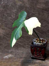 rare collector plant
