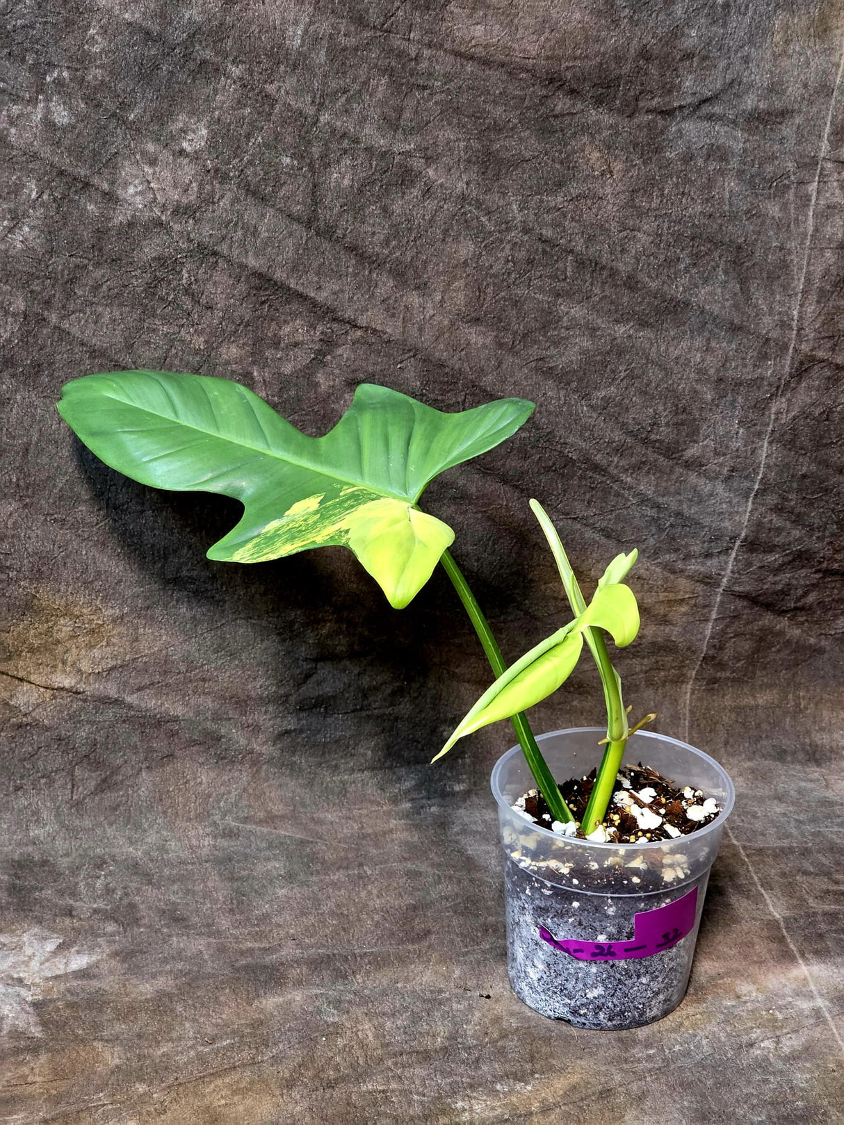 Variegated Philodendron Bipennifolium in a Nursery Pot - Bipennifolium Potted Plant - Exact SAME Live Plant - US Seller
