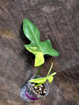 Variegated Philodendron Bipennifolium in a Nursery Pot - Bipennifolium Potted Plant - Exact SAME Live Plant - US Seller