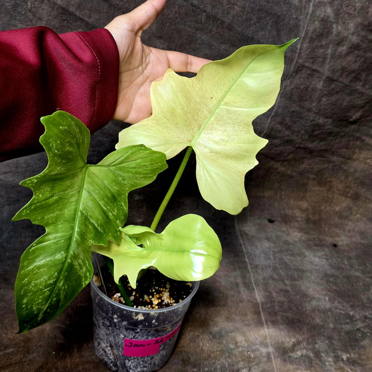 Philodendron Golden Dragon Variegated