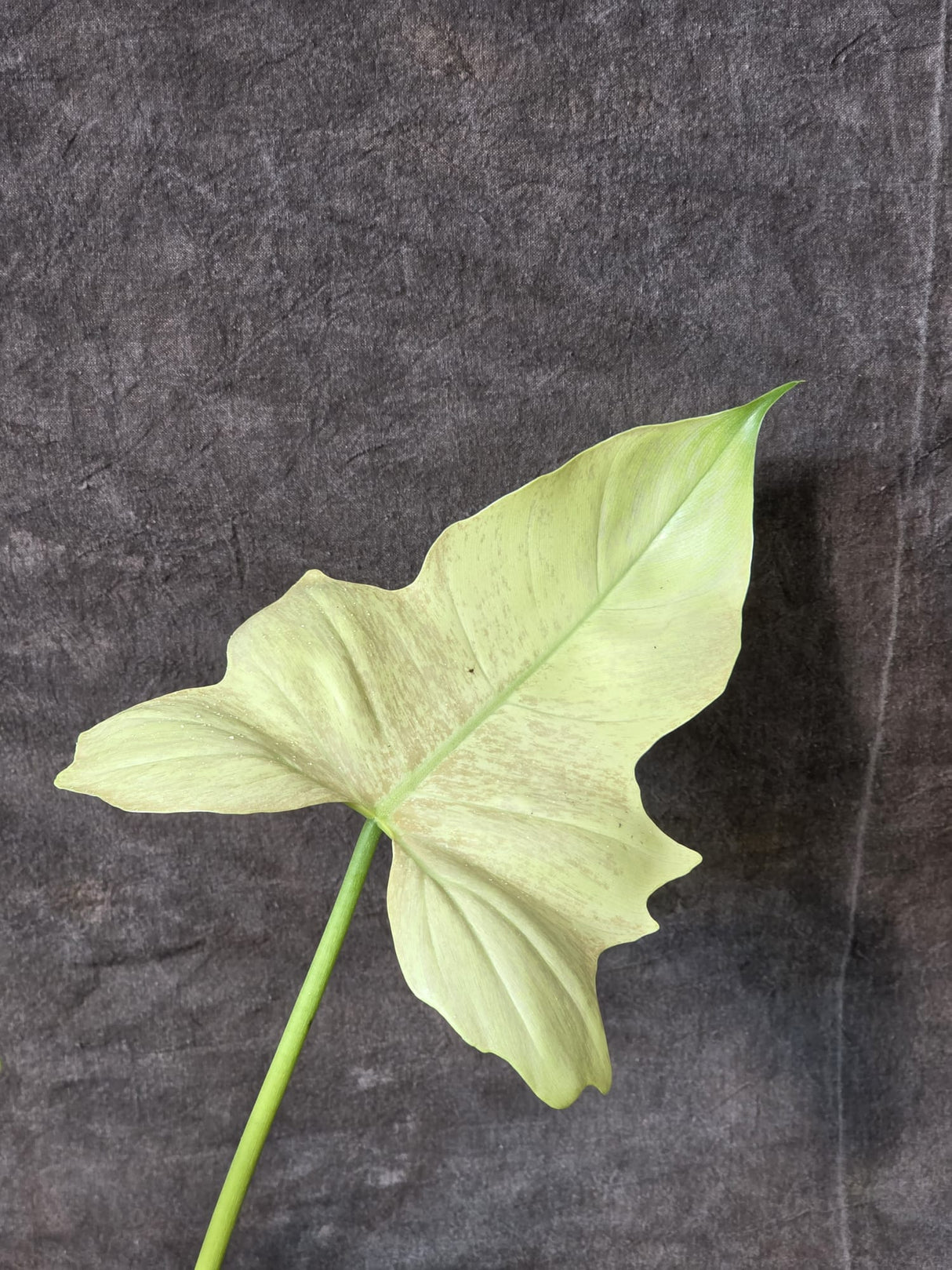 Variegated Leaf
