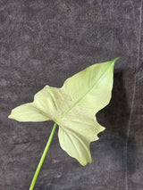 Variegated Leaf

