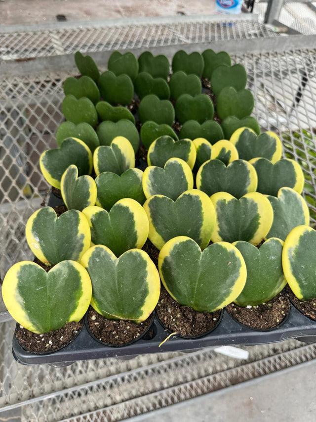2" Hoya Assorted (Wholesale Indoor Plant Case of 10 Pots)