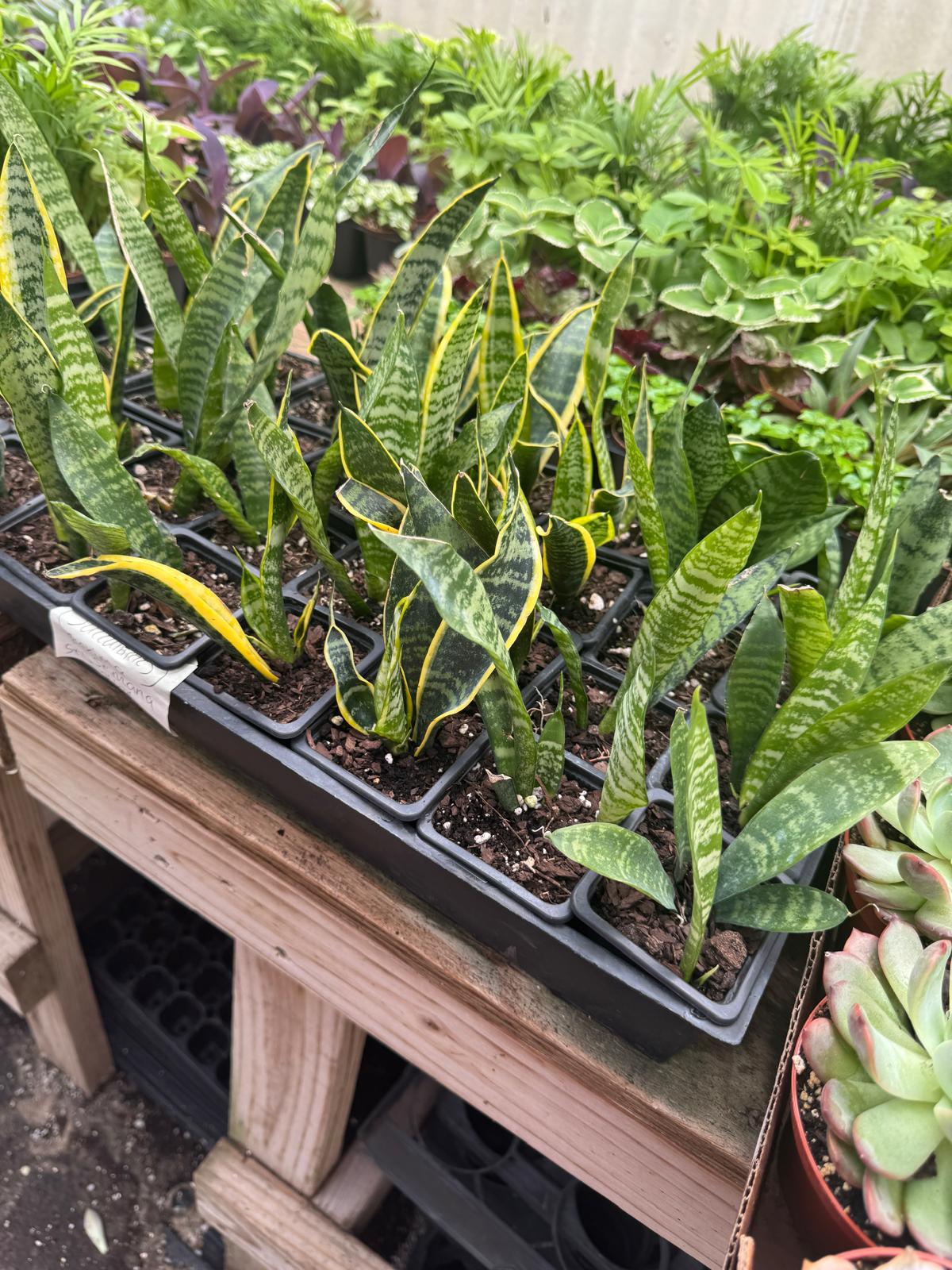 2” Assorted Snake Plants - Wholesale Indoor Plant Case of 10 Pots