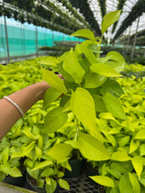 Neon Pothos Indoor Plant