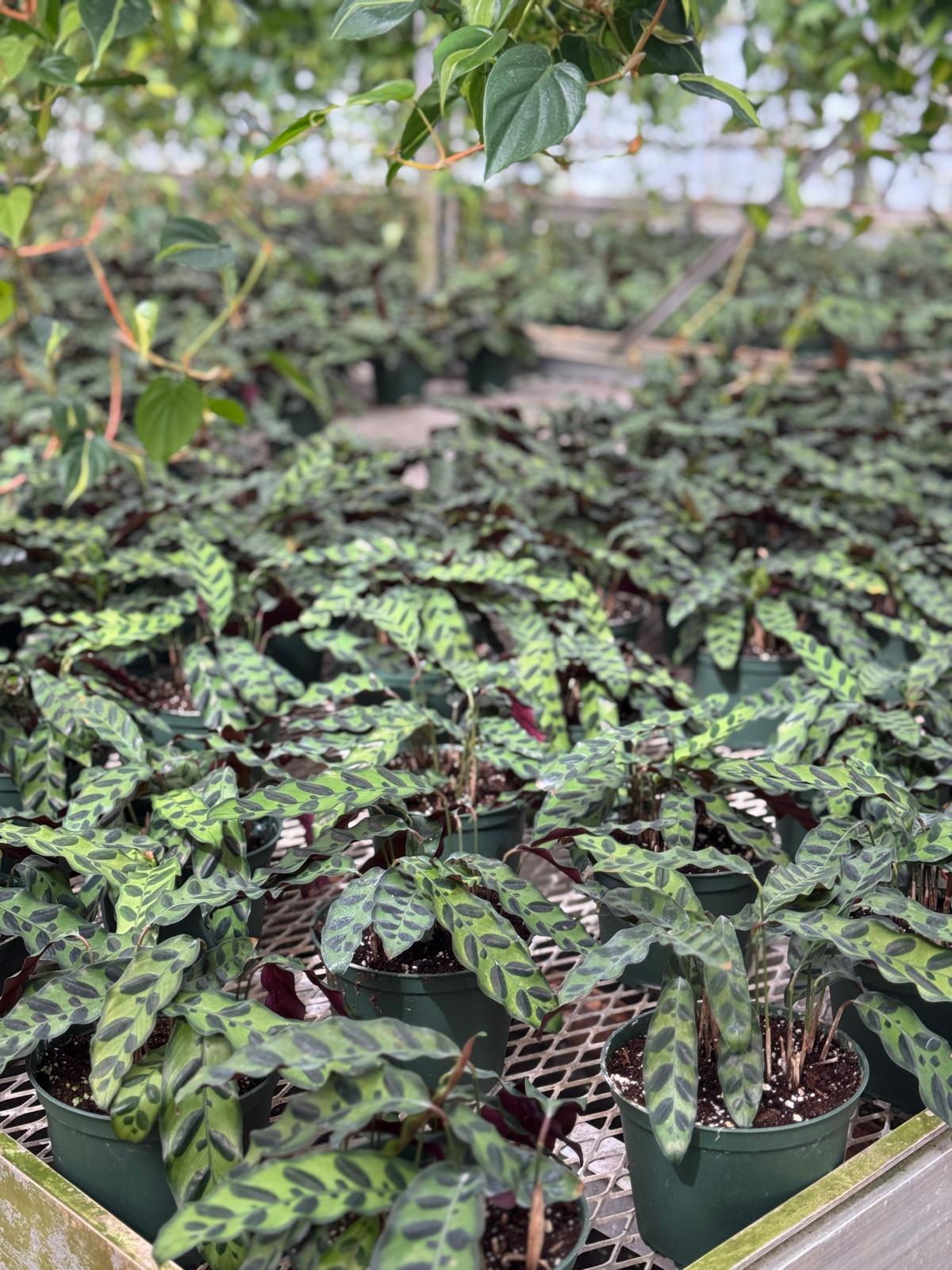 4” Calathea Lancifolia - Wholesale Indoor Plant Case of 10 Pots