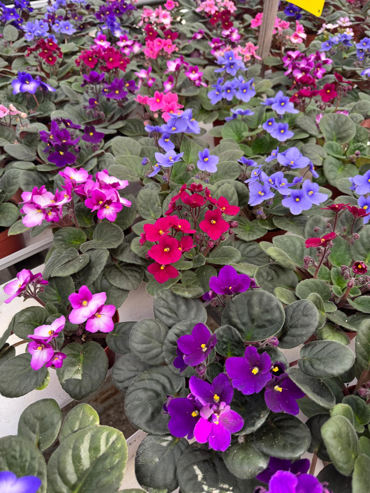 Assorted 4" African Violet - Live Indoor Flowering Plant - Blooming Houseplant
