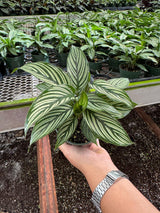 Calathea Vittata