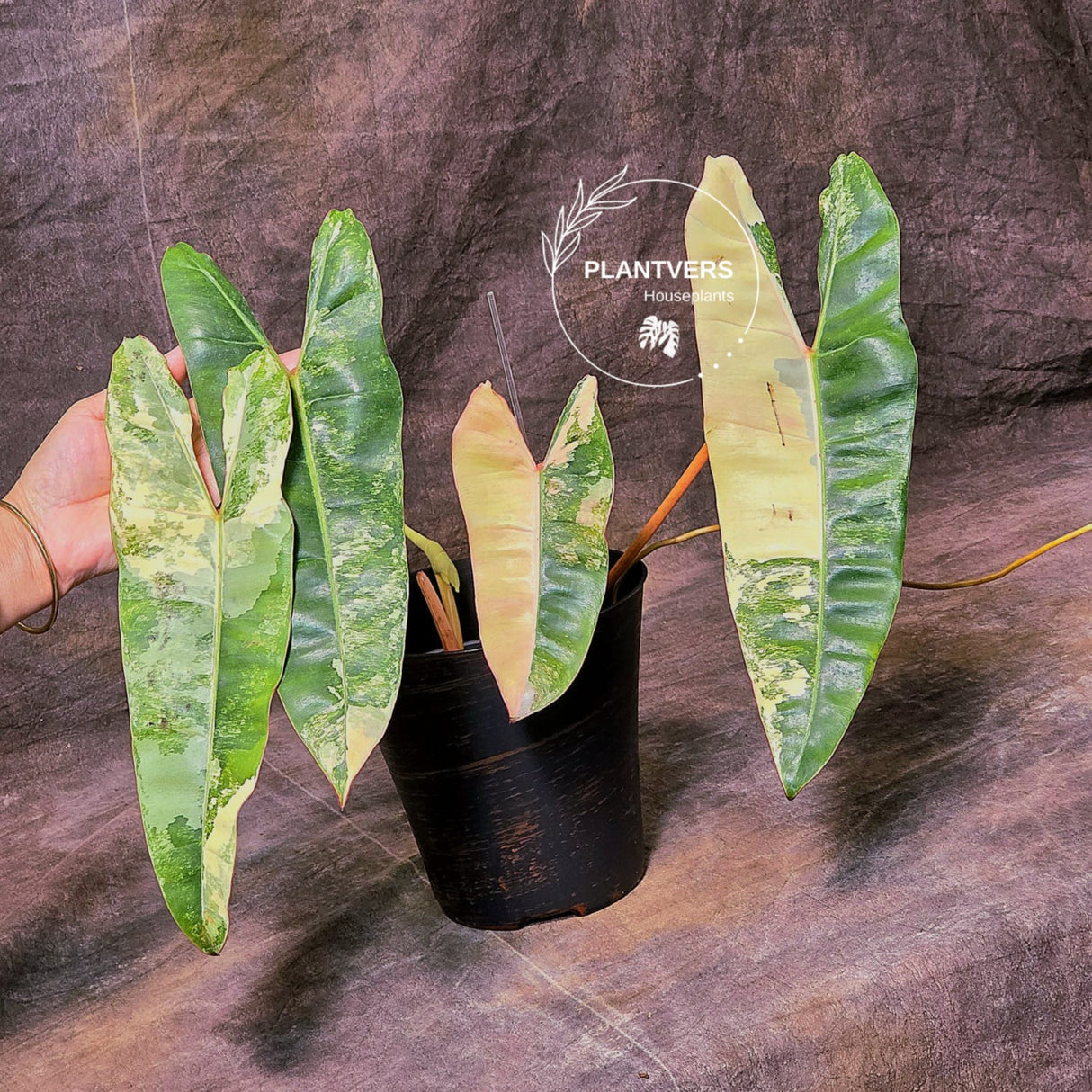 rare collector plant