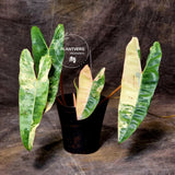 Rare Philodendron
