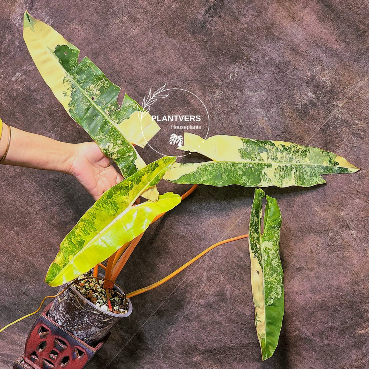 rare collector plant