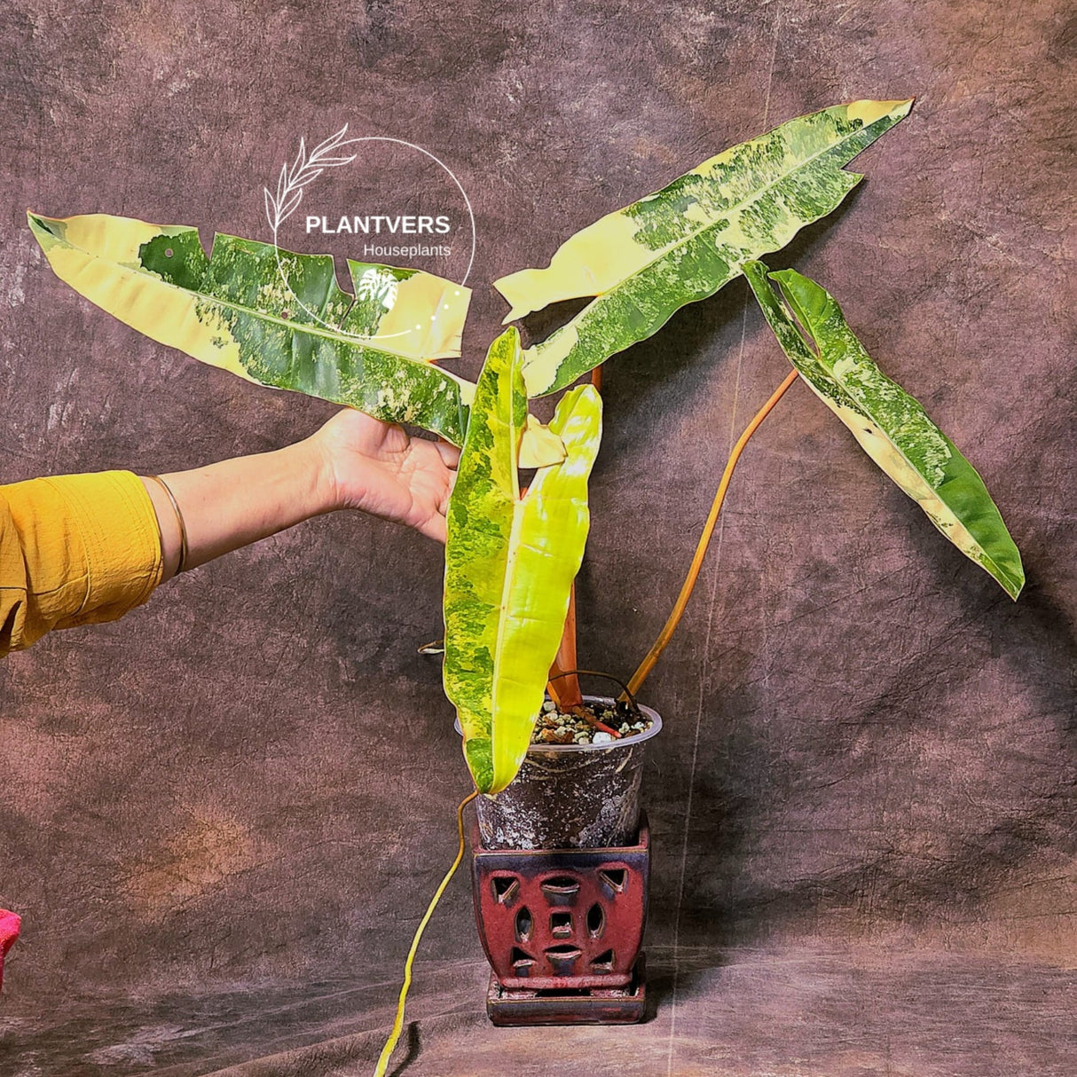variegated billietia