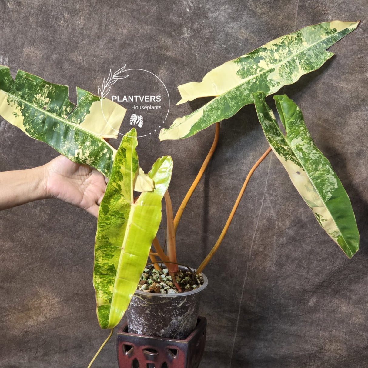 rare collector plant