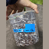 Super Rare Variegated Monstera Green on Green Plant - Variegated Monstera Mature Potted Plant - Collector's Indoor SAME Plant