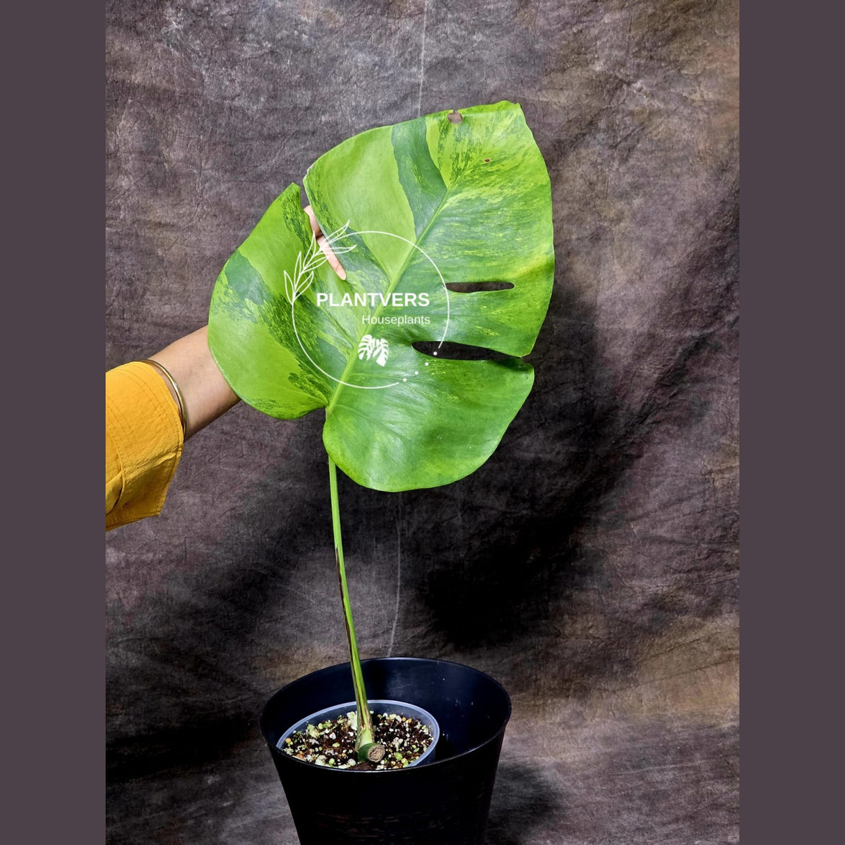 Super Rare Variegated Monstera Green on Green Plant - Variegated Monstera Mature Potted Plant - Collector's Indoor SAME Plant