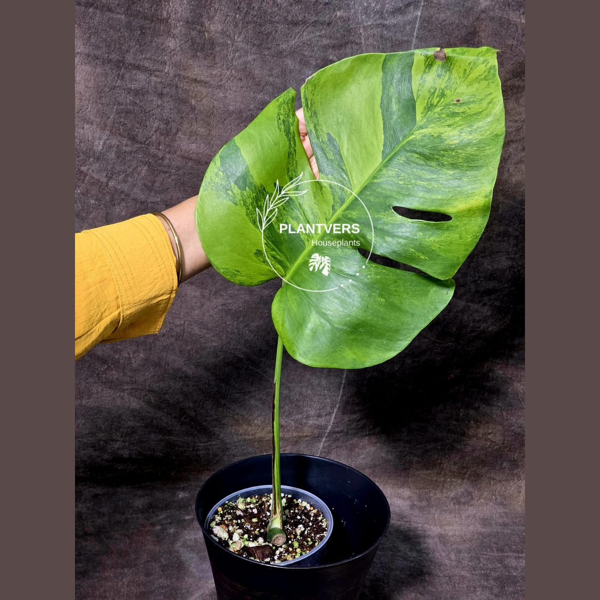 Super Rare Variegated Monstera Green on Green Plant - Variegated Monstera Mature Potted Plant - Collector's Indoor SAME Plant