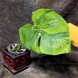 Super Rare Variegated Monstera Green on Green Plant - Variegated Monstera Mature Potted Plant - Collector's Indoor SAME Plant