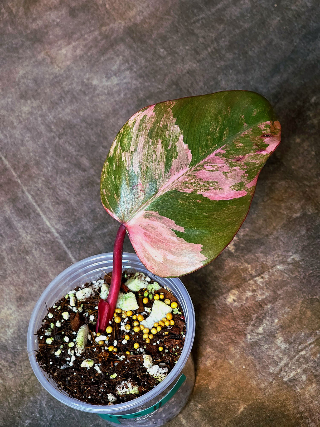 Variegated Philodendron Strawberry Shake Exact Plant - Rare Collector Plant - Gift Indoor Bright Pink - Exotic Plants - US Seller