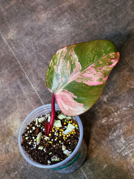 Variegated Philodendron Strawberry Shake Exact Plant - Rare Collector Plant - Gift Indoor Bright Pink - Exotic Plants - US Seller