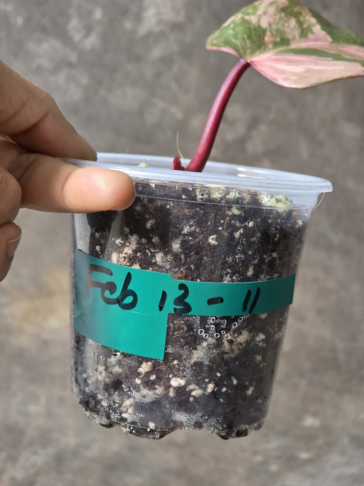 Variegated Philodendron Strawberry Shake Exact Plant - Rare Collector Plant - Gift Indoor Bright Pink - Exotic Plants - US Seller