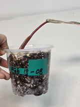 Variegated Philodendron Strawberry Shake Exact Plant - Rare Collector Plant - Gift Indoor Bright Pink - Exotic Plants - US Seller