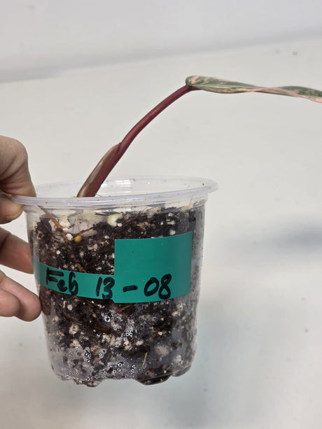 Variegated Philodendron Strawberry Shake Exact Plant - Rare Collector Plant - Gift Indoor Bright Pink - Exotic Plants - US Seller