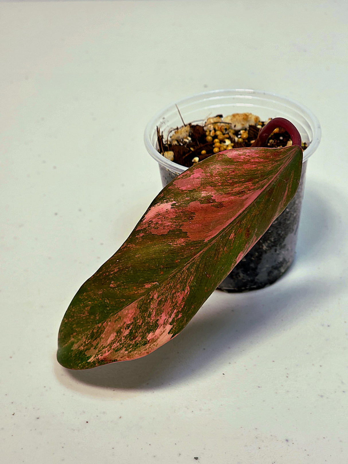 Variegated Philodendron Strawberry Shake Exact Plant - Rare Collector Plant - Gift Indoor Bright Pink - Exotic Plants - US Seller