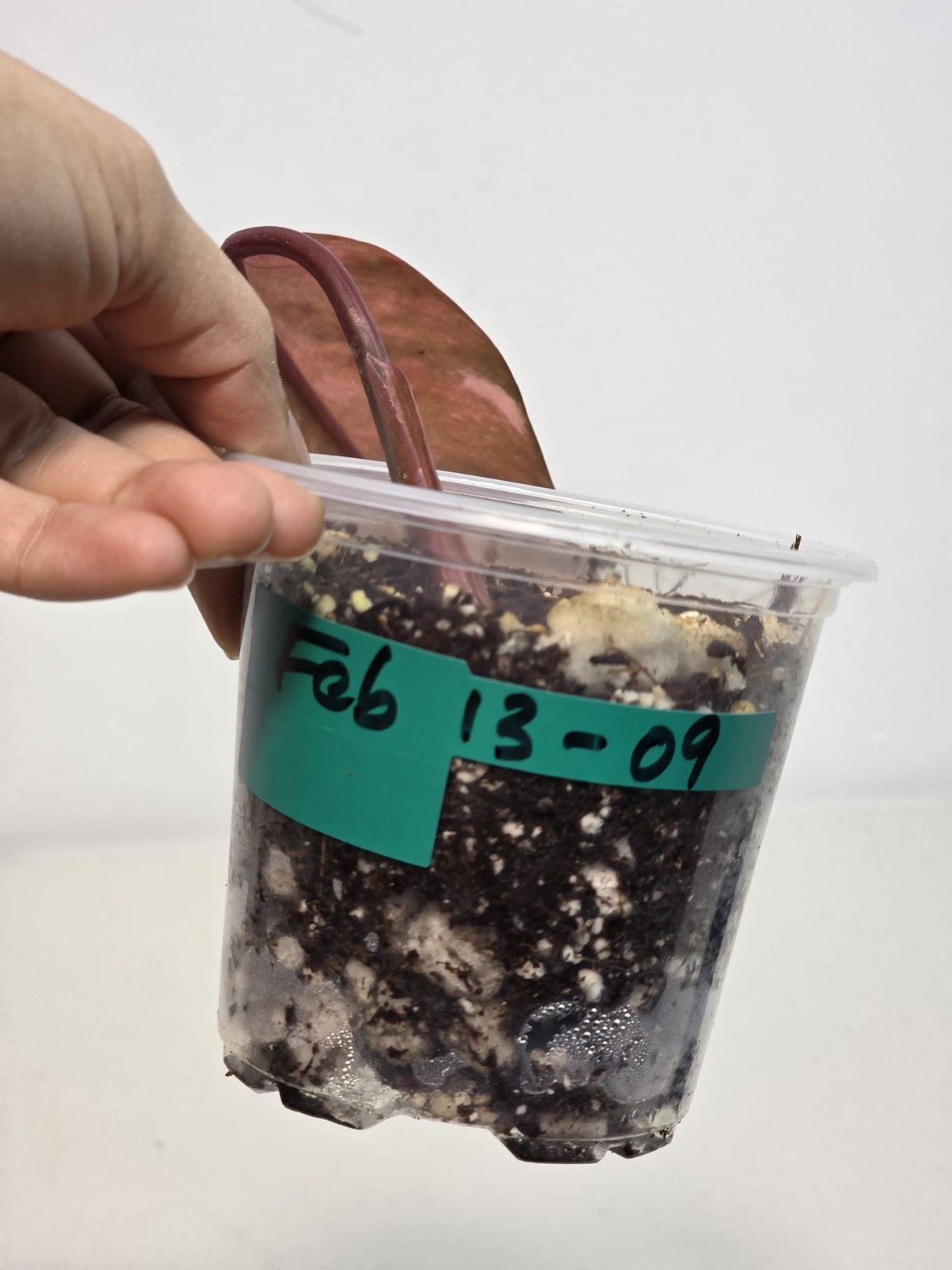 Variegated Philodendron Strawberry Shake Exact Plant - Rare Collector Plant - Gift Indoor Bright Pink - Exotic Plants - US Seller