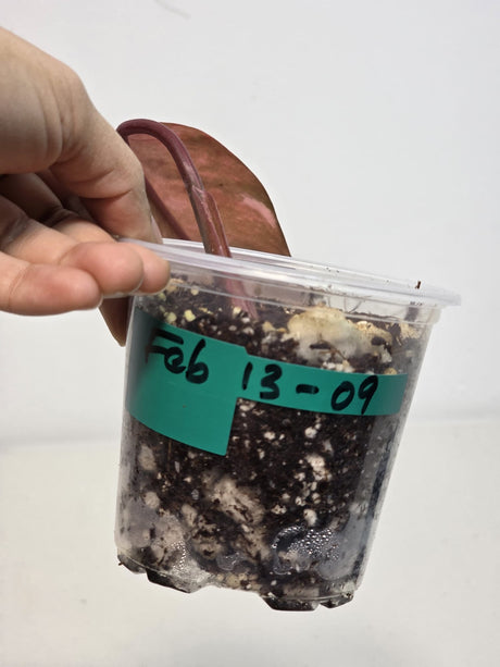 Variegated Philodendron Strawberry Shake Exact Plant - Rare Collector Plant - Gift Indoor Bright Pink - Exotic Plants - US Seller