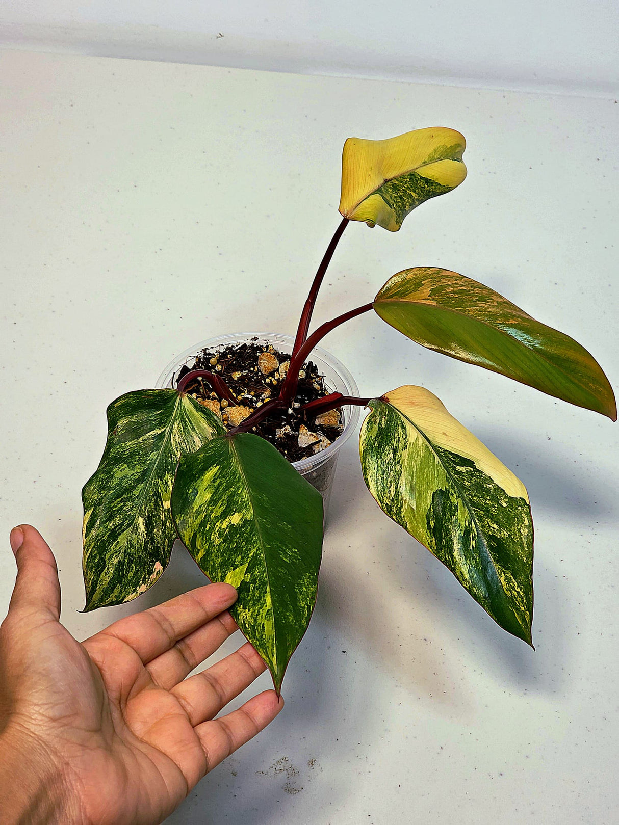 Variegated Philodendron Strawberry Shake Exact Plant - Rare Collector Plant - Gift Indoor Bright Pink - Exotic Plants - US Seller