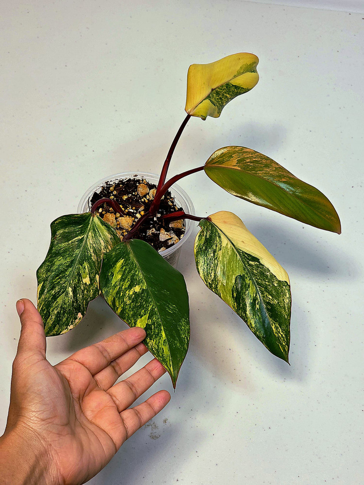 Variegated Philodendron Strawberry Shake Exact Plant - Rare Collector Plant - Gift Indoor Bright Pink - Exotic Plants - US Seller