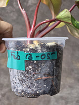 Variegated Philodendron Strawberry Shake Exact Plant - Rare Collector Plant - Gift Indoor Bright Pink - Exotic Plants - US Seller