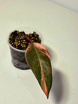 Variegated Philodendron Strawberry Shake Exact Plant - Rare Collector Plant - Gift Indoor Bright Pink - Exotic Plants - US Seller