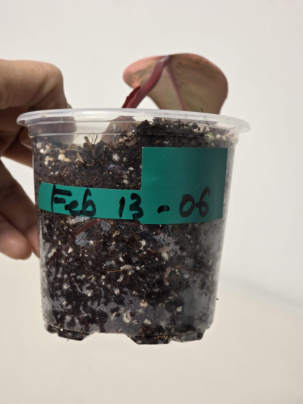 Variegated Philodendron Strawberry Shake Exact Plant - Rare Collector Plant - Gift Indoor Bright Pink - Exotic Plants - US Seller