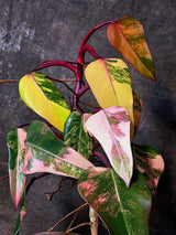 Variegated Philodendron Strawberry Shake Exact Plant - Rare Collector Plant - Gift Indoor Bright Pink - Exotic Plants - US Seller