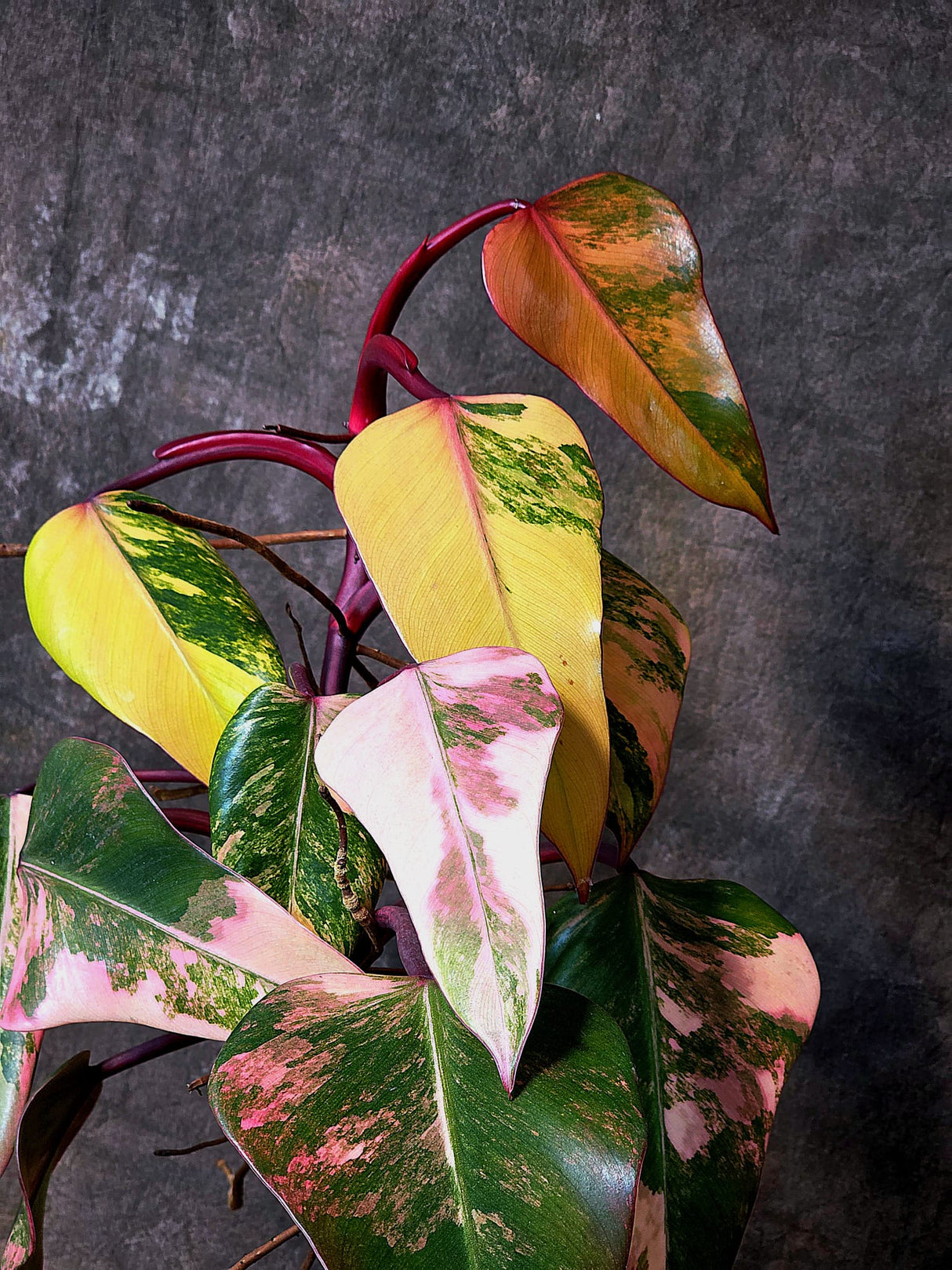 Variegated Philodendron Strawberry Shake Exact Plant - Rare Collector Plant - Gift Indoor Bright Pink - Exotic Plants - US Seller
