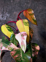 Variegated Philodendron Strawberry Shake Exact Plant - Rare Collector Plant - Gift Indoor Bright Pink - Exotic Plants - US Seller