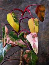 Variegated Philodendron Strawberry Shake Exact Plant - Rare Collector Plant - Gift Indoor Bright Pink - Exotic Plants - US Seller