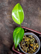Monstera Aurea Variegated Borsigiana in a Nursery Pot - Monstera Marmota - SAME Plant as images - US Seller