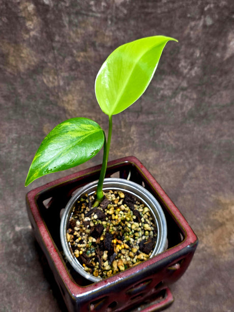 Monstera Aurea Variegated Borsigiana in a Nursery Pot - Monstera Marmota - SAME Plant as images - US Seller
