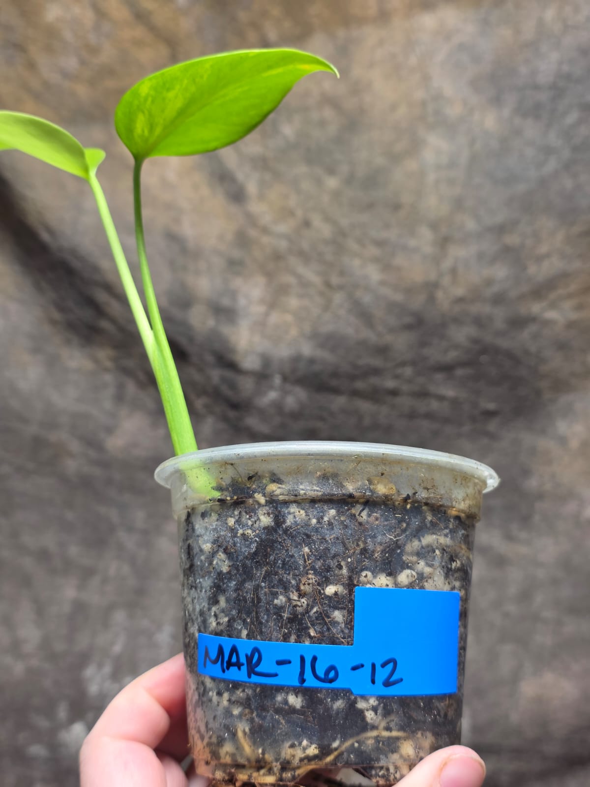 Monstera Aurea Variegated Borsigiana in a Nursery Pot - Monstera Marmota - SAME Plant as images - US Seller