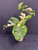 Monstera Deliciosa Medusa Variegated Live Plant - Super Rare Variegated Monstera - Exotic Indoor Collector Plant - US Seller